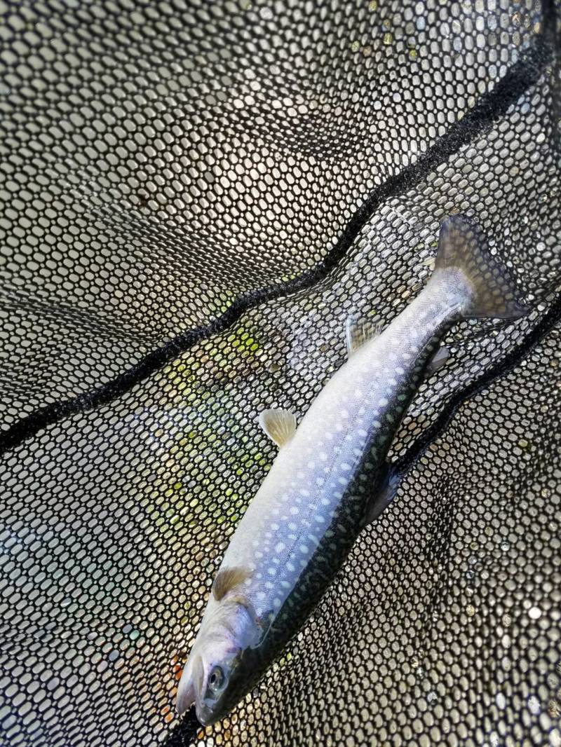 滋賀県朽木渓流魚センターのルアー釣りでトラウト釣果