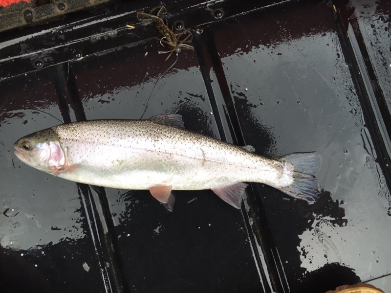 日吉ダムのバス・トラウト釣りでニジマス釣果