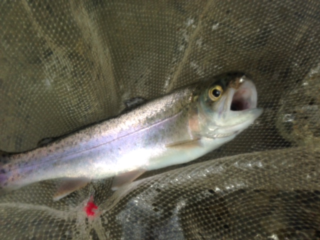 北田原マス釣り場のフライフィッシングでニジマス釣果