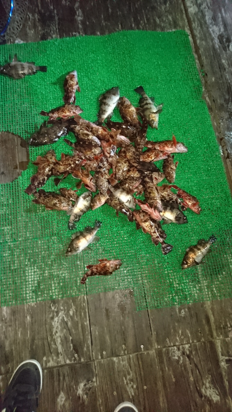 南港Jr(ジュニア)さん ライトワインドでガシラ・メバル釣果