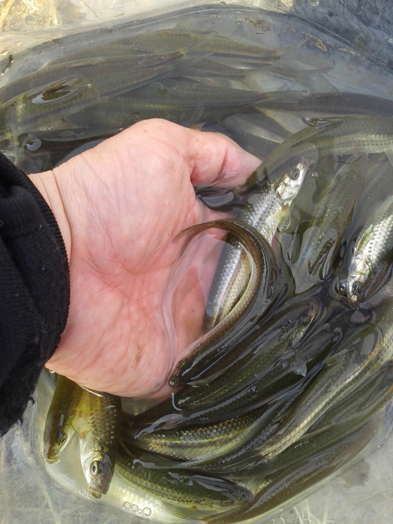 琵琶湖近江八幡長命寺・大同川のウキ釣りで本モロコ釣果