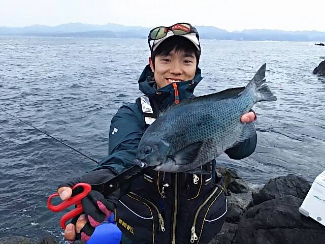 和歌山串本 磯 フカセ釣りでグレ釣果