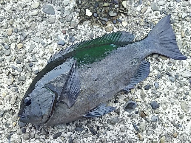 和歌山串本かわばた渡船のフカセ釣りでグレ釣果