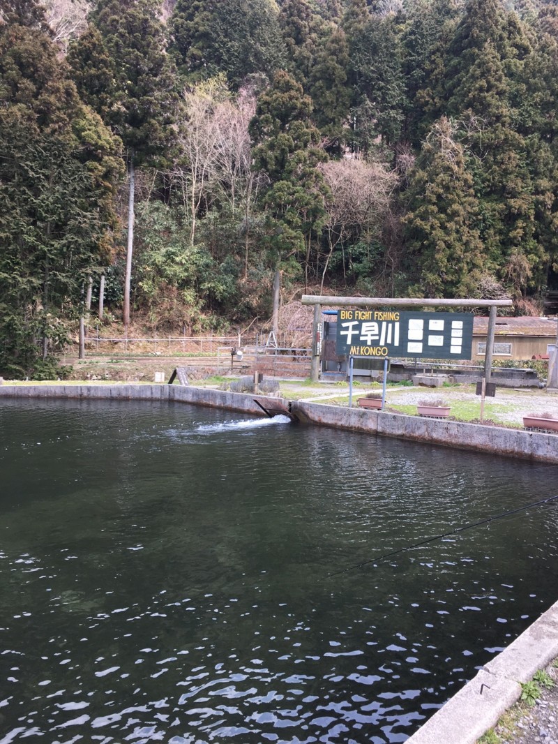 千早川マス釣り場でトラウト釣果