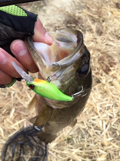 淡路島野池のバスフィッシングでバス釣果