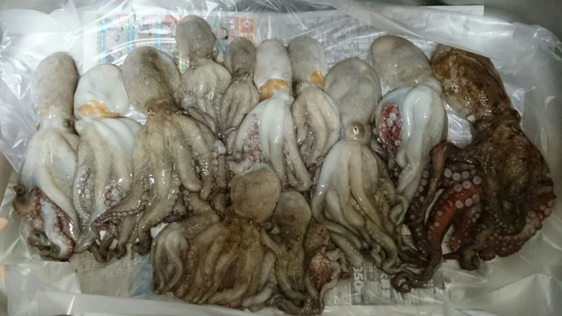 「明石市 林崎漁港」船テンヤ釣りで真タコ15匹釣果