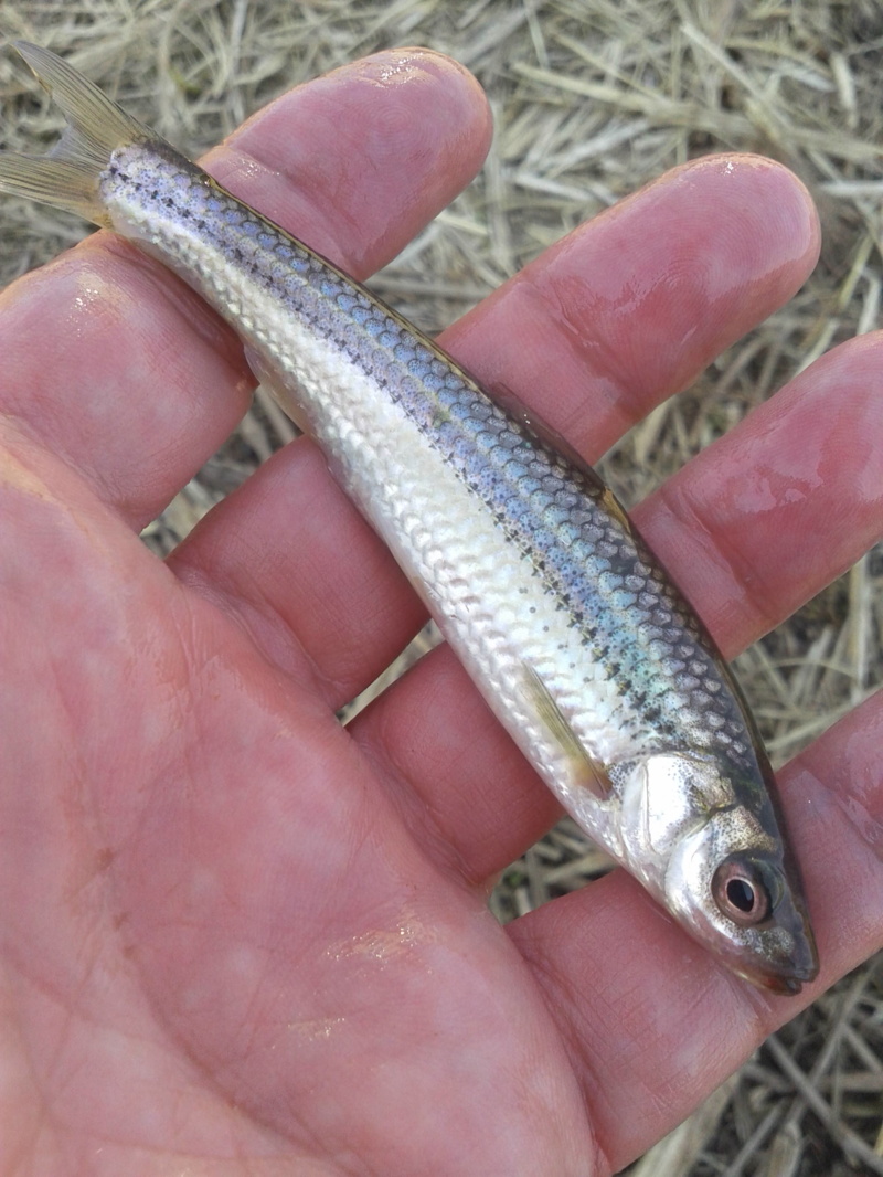 近江八幡 須田川のウキ釣りで本モロコ釣果