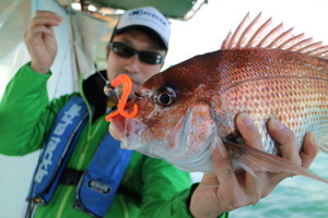 明石のタイラバでマダイ・アジ・ガシラ釣果