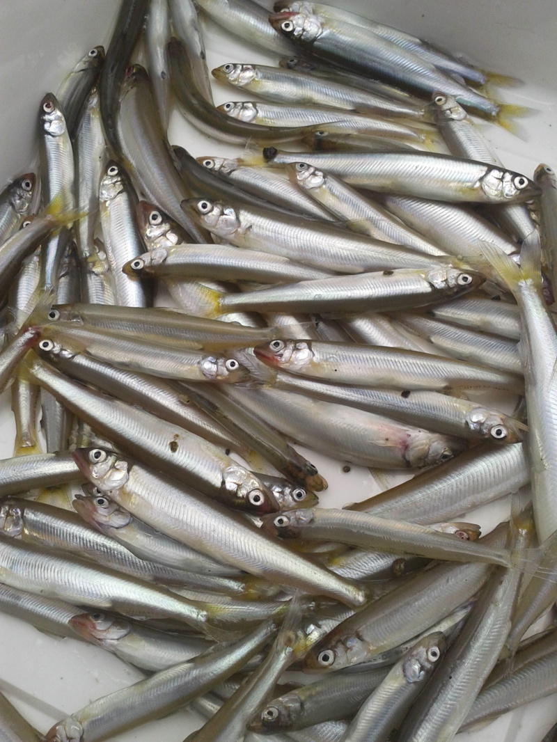 滋賀県JR志賀駅裏 エサ釣りで小鮎釣果