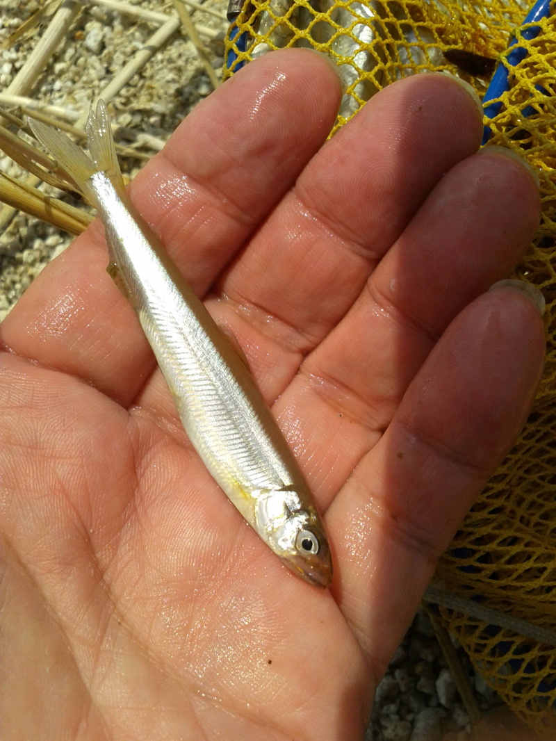 滋賀県北小松 琵琶湖 淡水エサ釣りで小鮎釣果