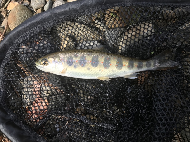 安曇川渓流の渓流釣りでアマゴ釣果