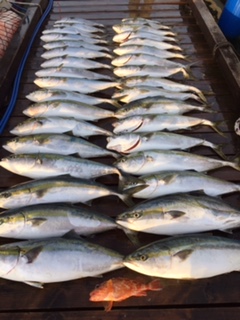 宮津のエビスさん ジギング&キャスティングでブリ