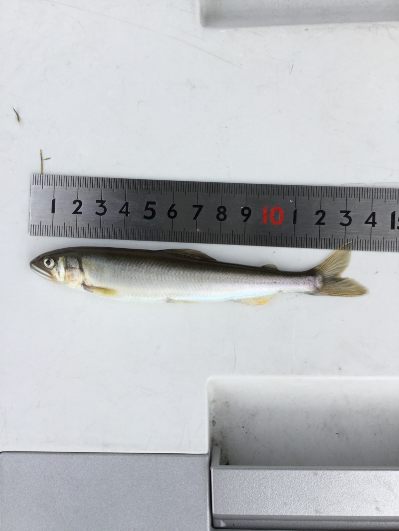 滋賀県マキノ町知内川の淡水餌釣りで小鮎釣果