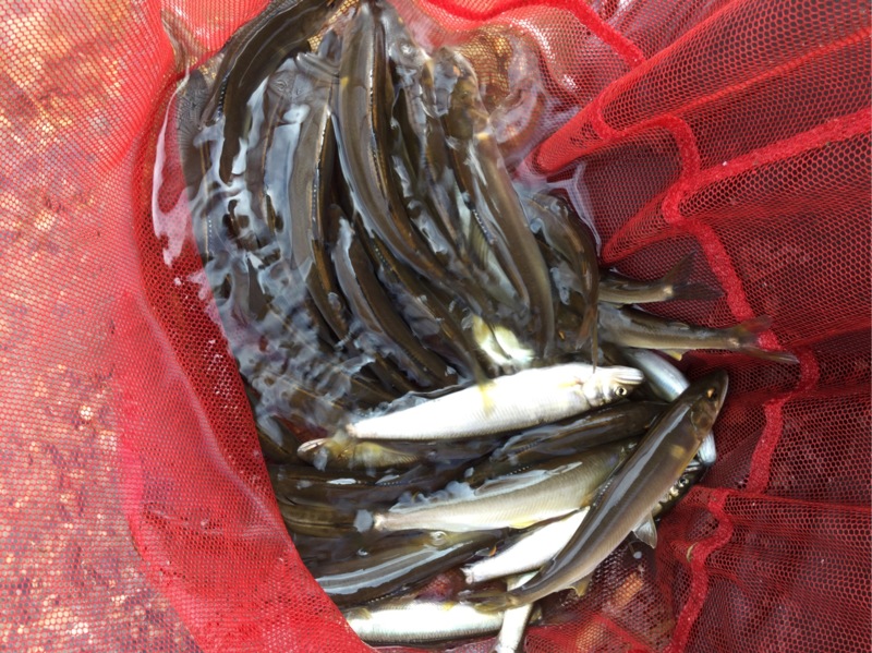 滋賀県知内川 琵琶湖の淡水餌釣りで小鮎釣果