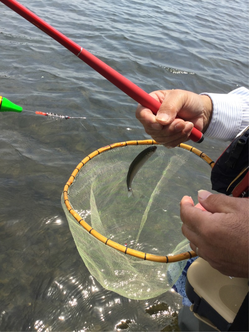 湖西路ランガンの淡水ウキ釣りで小鮎釣果