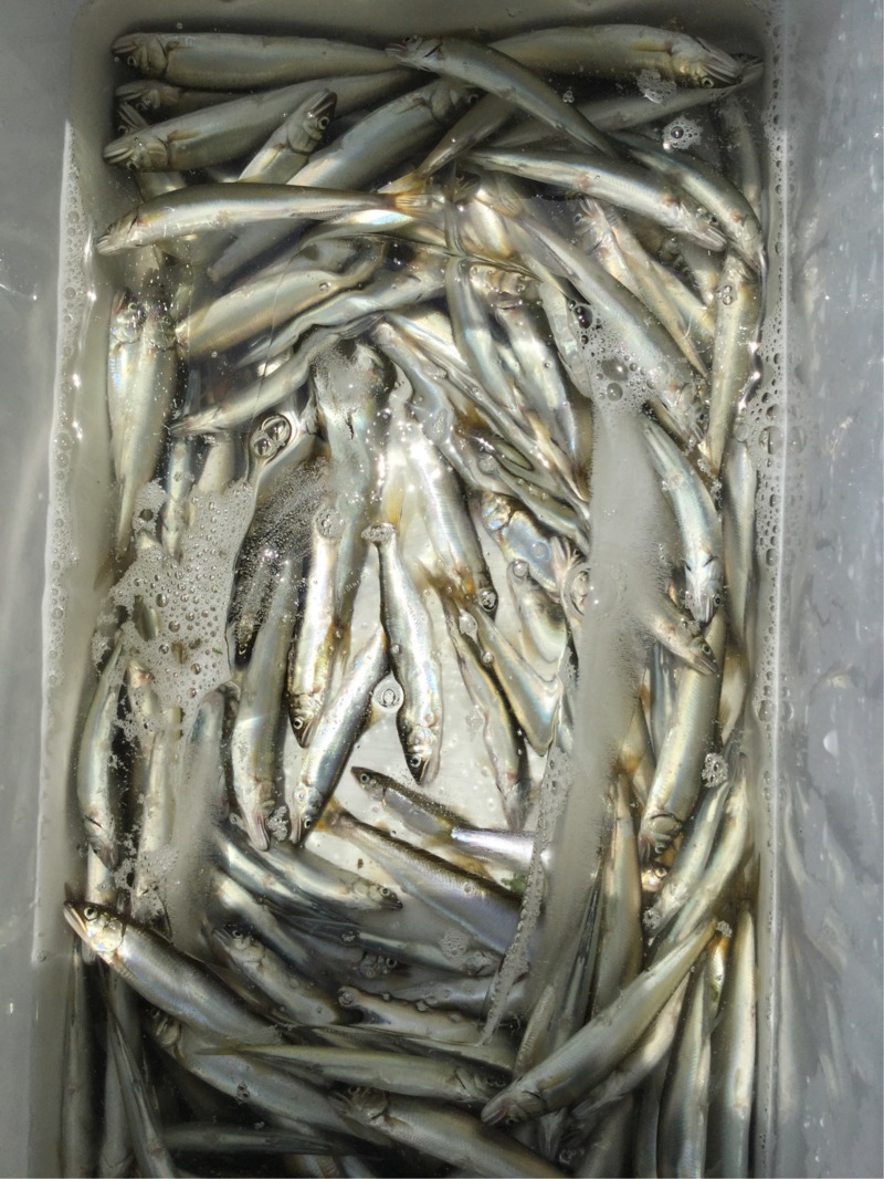 湖西路ランガンの淡水ウキ釣りで小鮎釣果