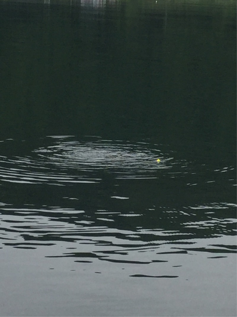 湖西北小松~海津の淡水ウキ釣りで小鮎釣果