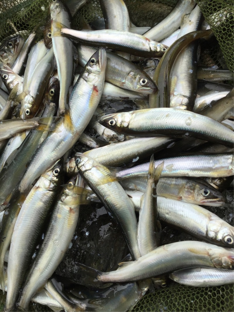 湖西北小松~海津の淡水ウキ釣りで小鮎釣果