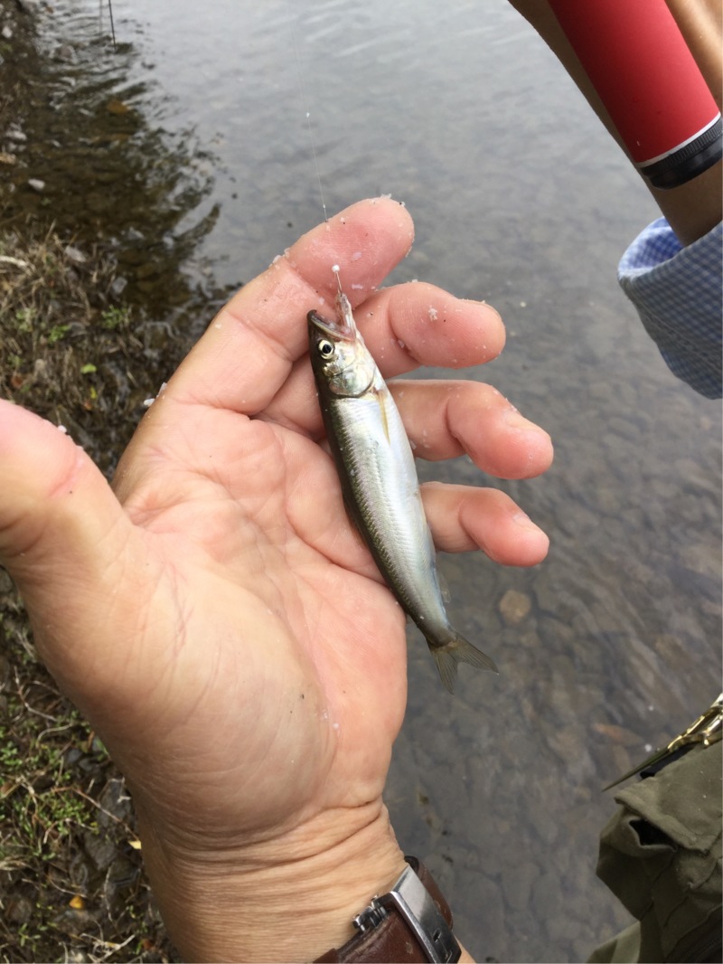 湖西北小松~海津の淡水ウキ釣りで小鮎釣果