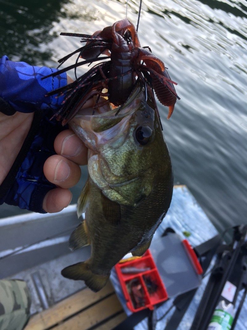 岡山県リザーバーのバス釣りでブラックバス釣果