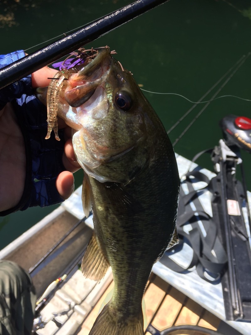 岡山県リザーバーのバス釣りでブラックバス釣果