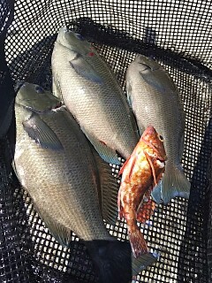 淡路島の波止の五目釣りでスズキ・グレ・ガシラ釣果