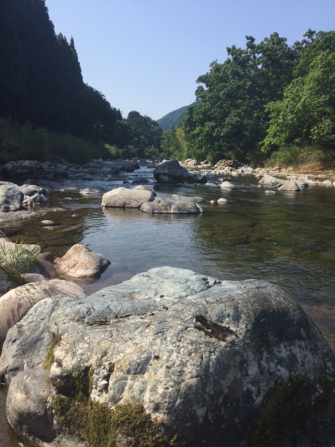 揖保川 上流域引原川の鮎友釣りで鮎釣果