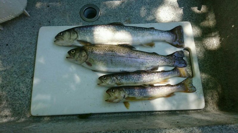 朽木渓流魚センターのルアー釣りでトラウト・ヤマメ・イワナ釣果