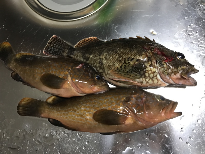 宮津 ロックフィッシュでアコウ・クロソイ・ガシラ釣果