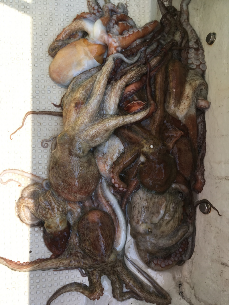 明石の江井ヶ島港 タコエギ・スッテでマダコ釣果