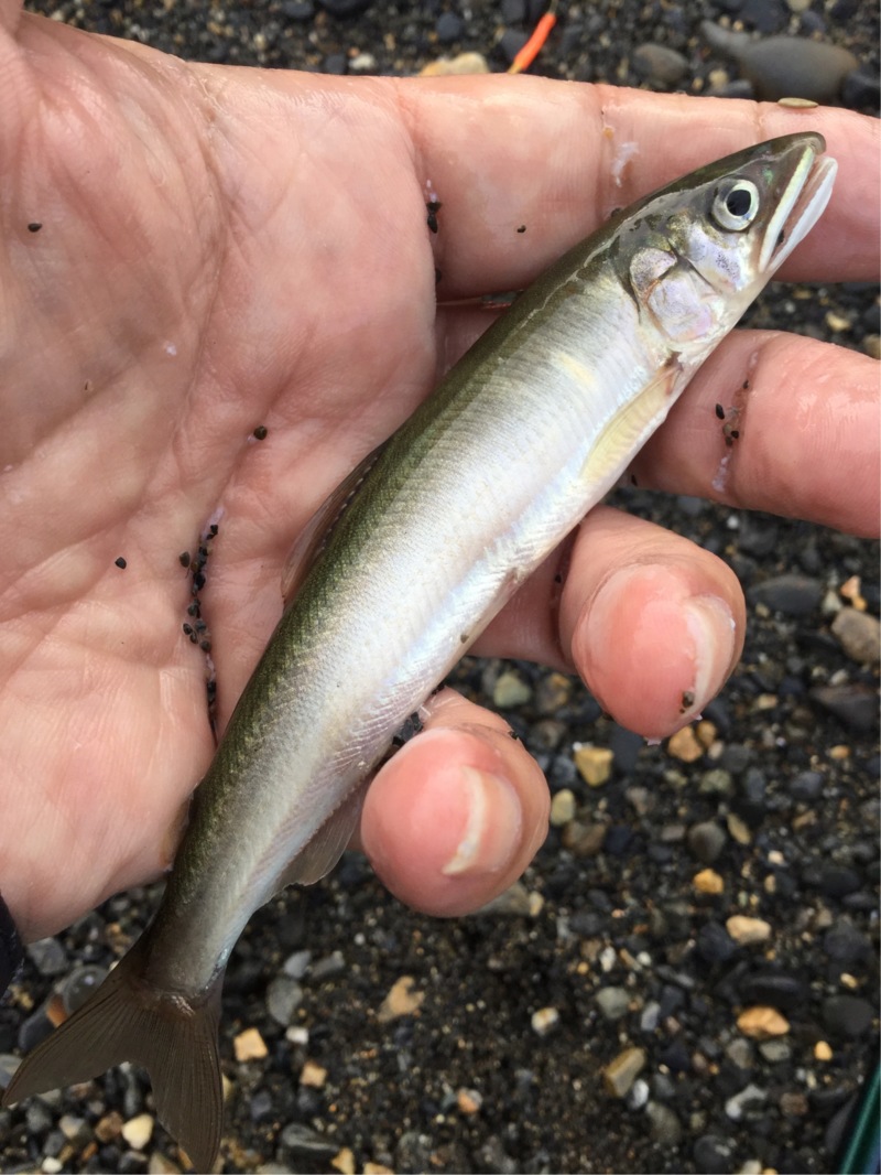 湖北今津～知内浜 琵琶湖の淡水ウキ釣りで小鮎釣果