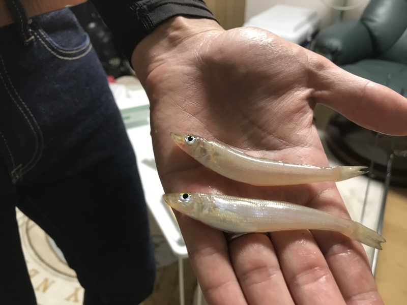 難波江海水浴場で投げ釣り キス・ガッチョ・ガシラ釣果