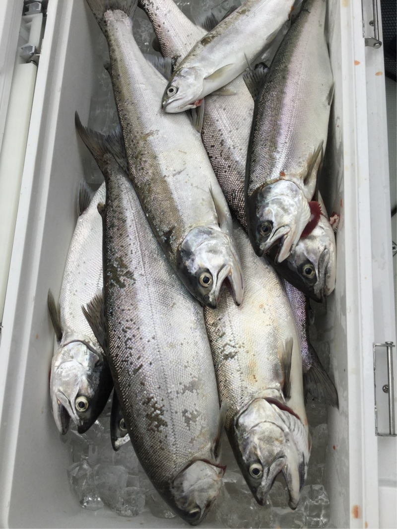 琵琶湖トローリング体験でビワマス釣果