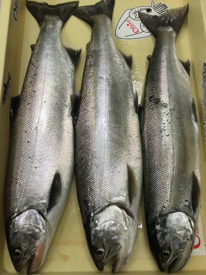 琵琶湖トローリング体験でビワマス釣果