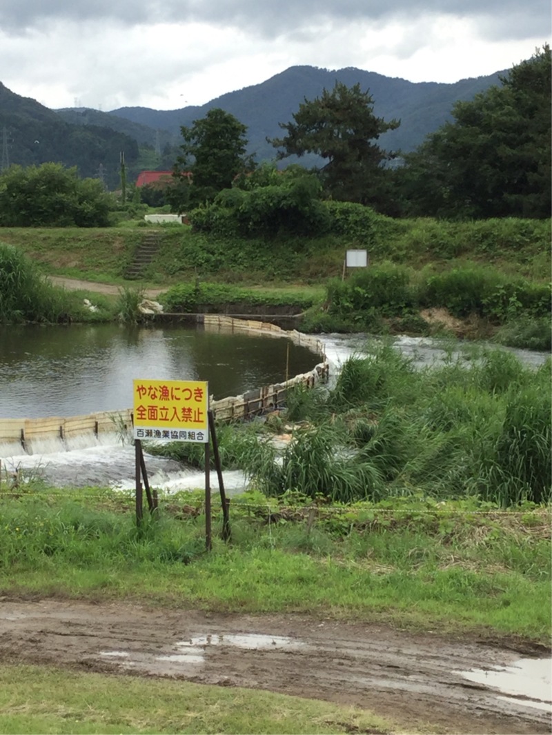 琵琶湖マキノ町知内川の淡水ウキ釣りで小鮎釣果