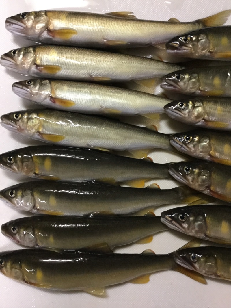 琵琶湖マキノ町知内川の淡水ウキ釣りで小鮎釣果