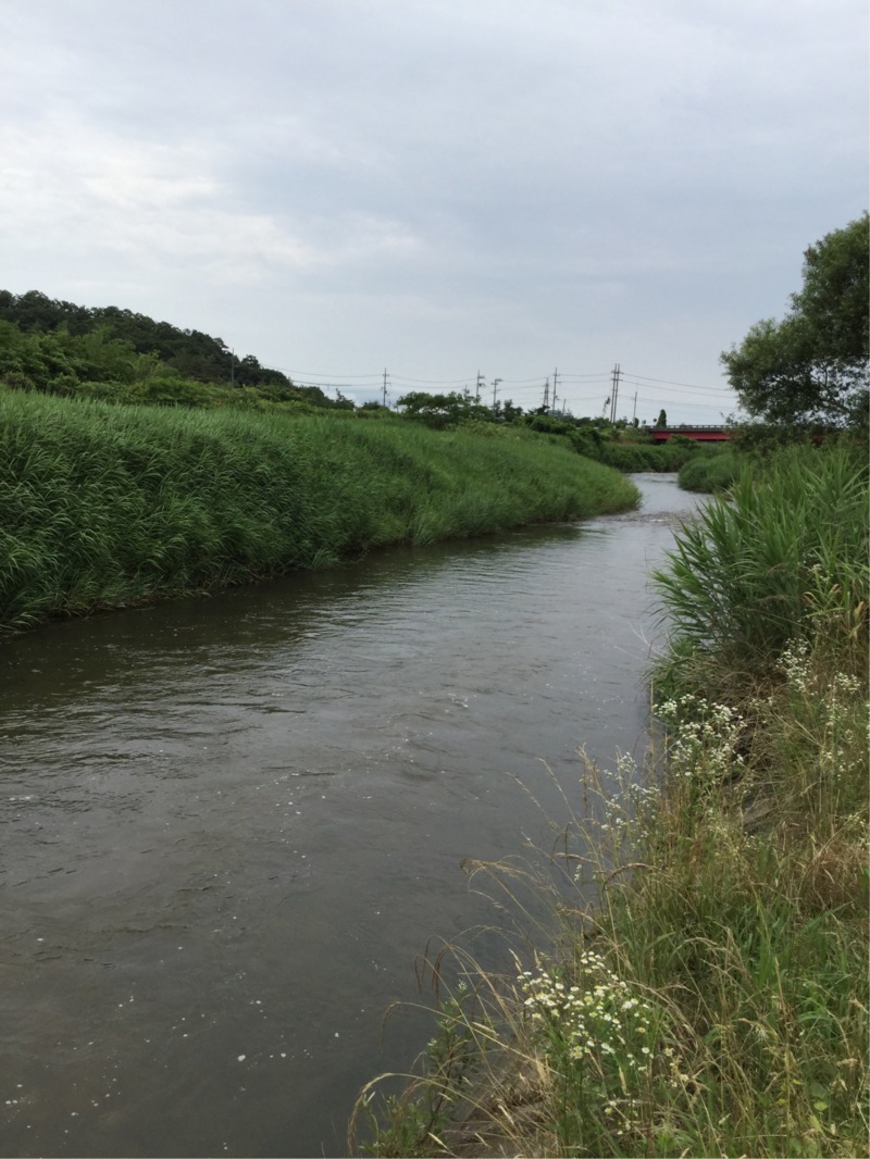 琵琶湖マキノ町知内川の淡水ウキ釣りで小鮎釣果