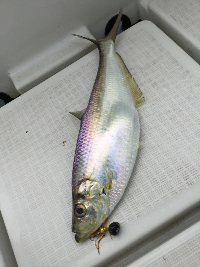 小豆島 鯛ラバでヒラ、マダイ、アコウ釣果