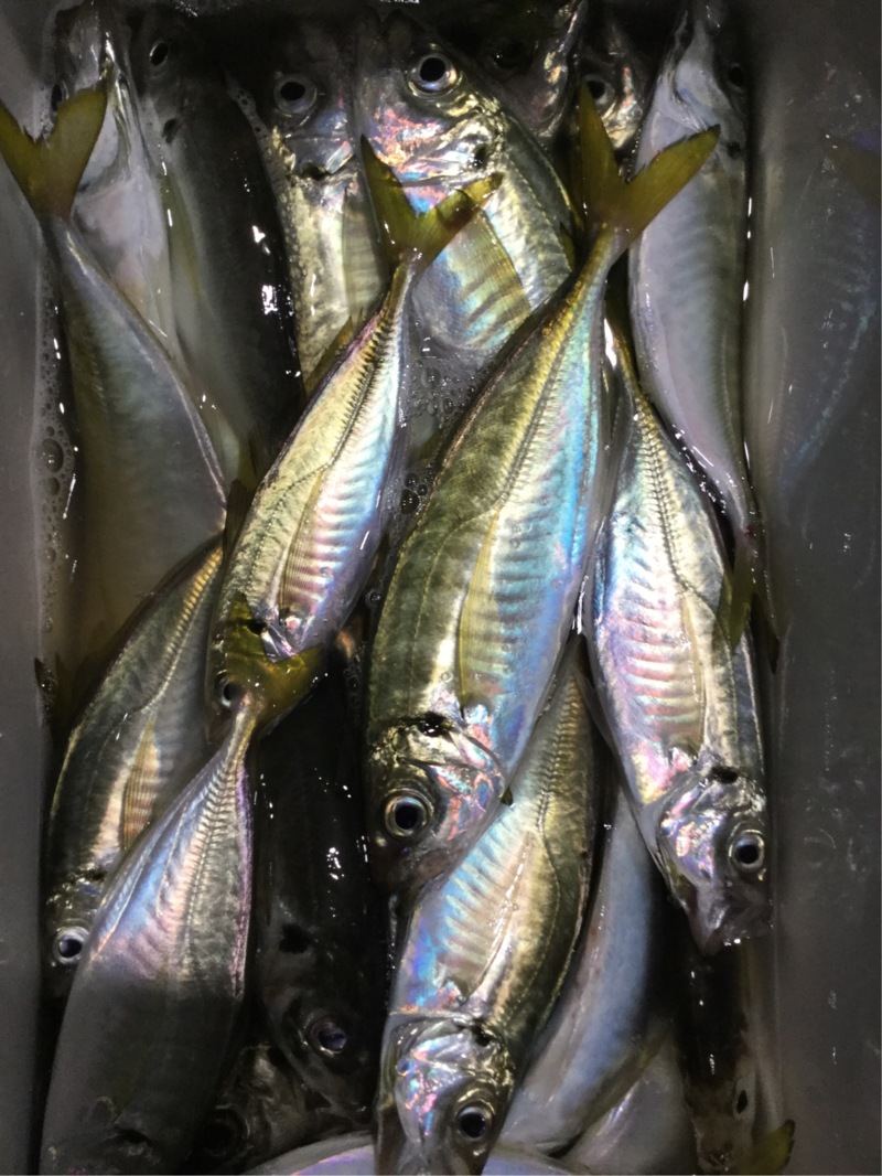 福井県小浜湾の船サビキ釣りでアジ釣果