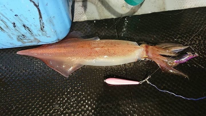 鳥取賀露港 海佐知丸さんのイカメタル・オモリグでマイカ釣果