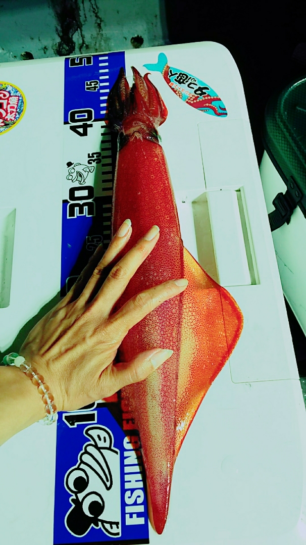 鳥取の海佐知丸さん イカメタルでケンサキイカ釣果