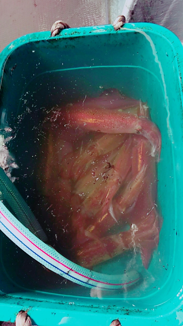 鳥取の海佐知丸さん イカメタルでケンサキイカ釣果