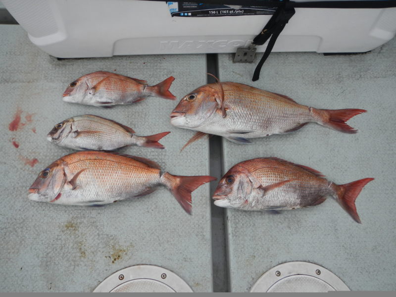 明石のはたの屋さん タイラバで鯛釣果