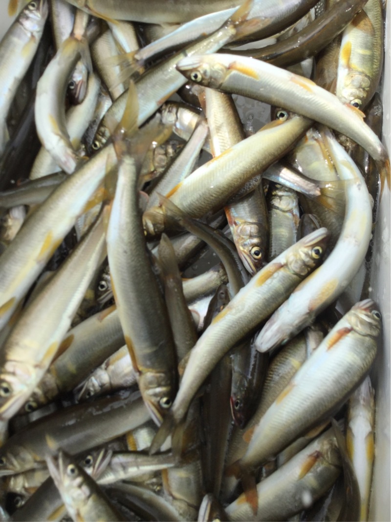 琵琶湖 淡水ウキ釣りで小鮎釣果