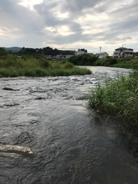 三重県・名張川の友釣りで鮎釣果