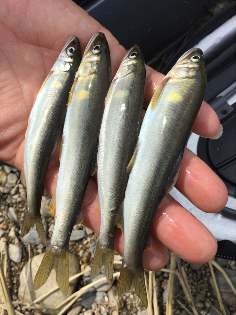 琵琶湖 淡水ウキ釣りで小鮎釣果