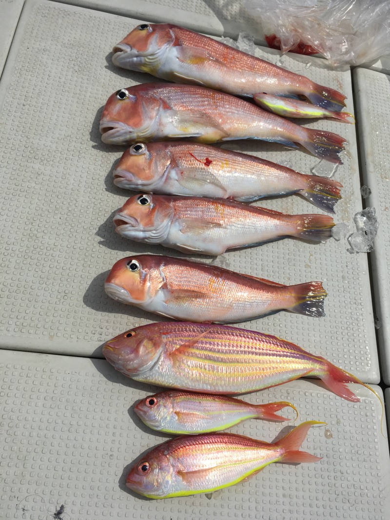 和歌山海竜タイラバでアマダイ釣果