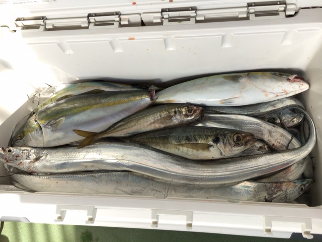 明石 耕栄丸さん ジギングでタチウオ・ツバス・アジ釣果