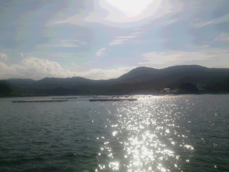 京都府京丹後市久美浜 かかり釣りでチヌ釣果