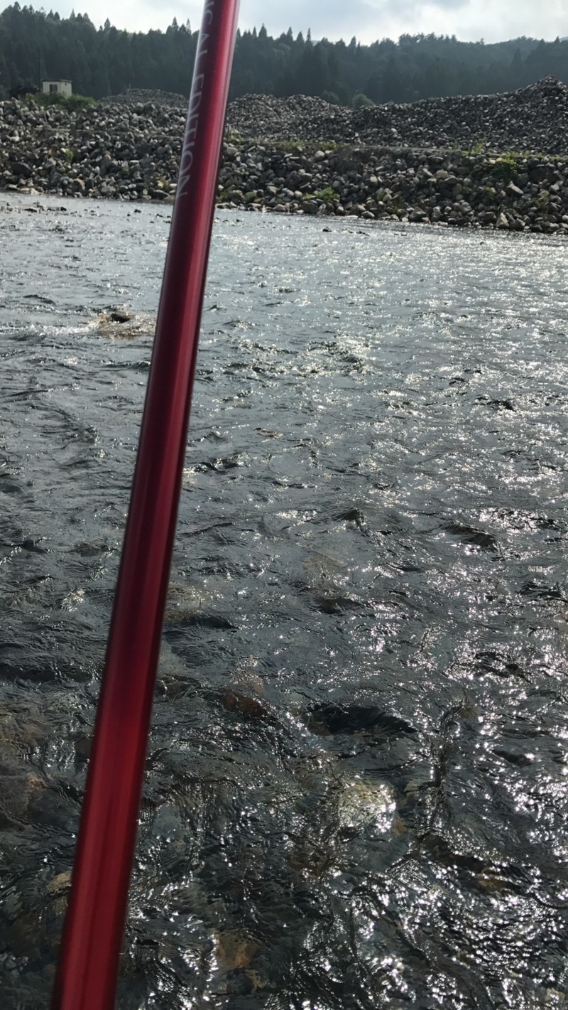 滋賀県安曇川 友釣りで鮎釣果